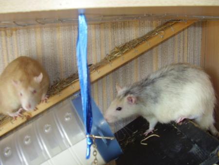 Couic & Turbo